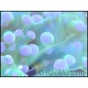 Euphyllia paradivisa bi-color fluorescent green/pink M