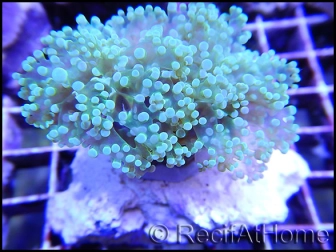 WYSIWYG Euphyllia paradivisa Pearl white grade A Taille M 