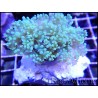 WYSIWYG Euphyllia paradivisa Pearl white grade A Taille M 