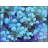 WYSIWYG Euphyllia paradivisa Pearl white grade A Taille M 