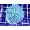 WYSIWYG Euphyllia paradivisa Pearl white grade A Taille S 