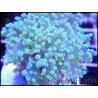 WYSIWYG Euphyllia paradivisa Pearl white grade A Taille S 