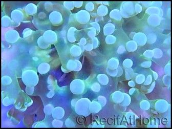 WYSIWYG Euphyllia paradivisa Pearl white grade A Taille S 