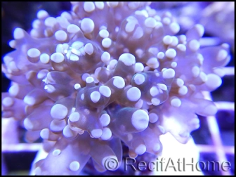 Euphyllia paradivisa White TIPS grade A 