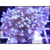 Euphyllia paradivisa White TIPS grade A 