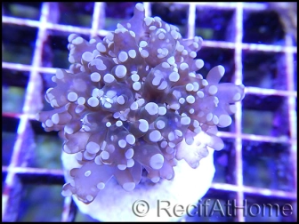 Euphyllia paradivisa White TIPS grade A 