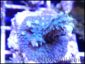 Acropora formosa vert/bleu S