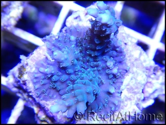 Acropora formosa vert/bleu S