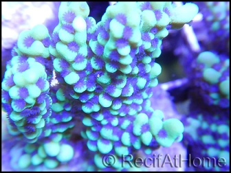 Montipora undata vert flash