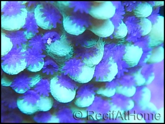 Montipora undata vert flash