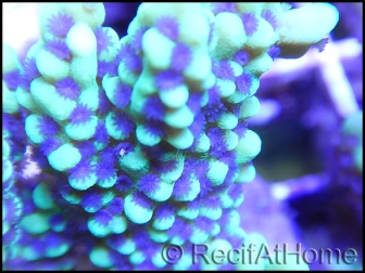 Montipora undata vert flash