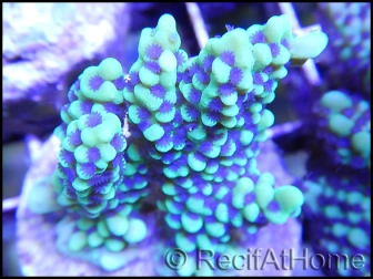 Montipora undata vert flash