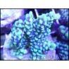 Montipora undata vert flash