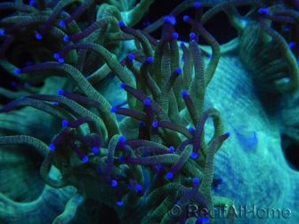 WYSIWYG Catalaphyllia jardinei Blue Tips Frag 3 (Skeleton 5 cm)