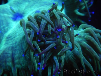 WYSIWYG Catalaphyllia jardinei Blue Tips Frag 6 (Skeleton 5 cm)