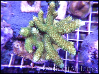 Acropora millepora apple M