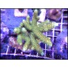 Acropora millepora apple M