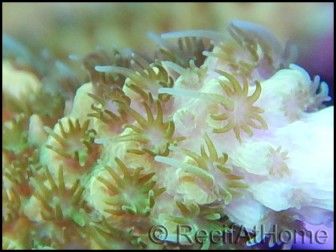 Acropora millepora apple M