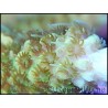 Acropora millepora apple M