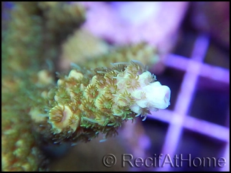 Acropora millepora apple M