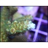 Acropora millepora apple M