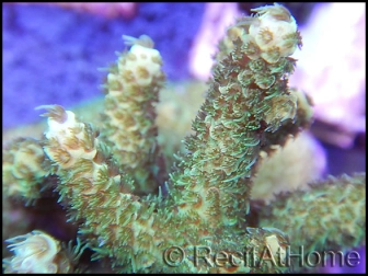 Acropora millepora apple M