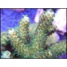 Acropora millepora apple M