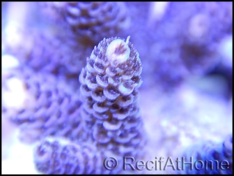 Acropora millepora violet M