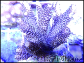 Acropora millepora violet M