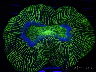 WYSIWYG Trachyphyllia geoffreyi 10 (7 cm)