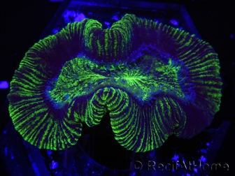 WYSIWYG Trachyphyllia geoffreyi 12 (4 cm)