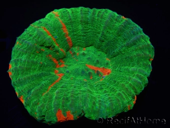 WYSIWYG Homophyllia australis (ex Scolymia) Reverse Superman 29 (3.5 cm)