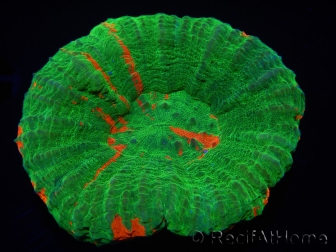 WYSIWYG Homophyllia australis (ex Scolymia) Reverse Superman 29 (3.5 cm)