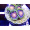 Dragon eyes 4-6 polypes - Zoanthus