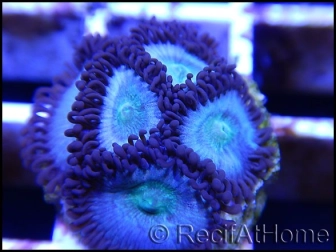 Blue berries Vice Zoa  ULTRA Zoanthus 4-6 polypes