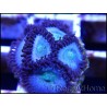 Blue berries Vice Zoa  ULTRA Zoanthus 4-6 polypes