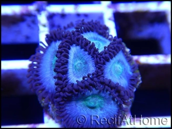 Blue berries Vice Zoa  ULTRA Zoanthus 4-6 polypes