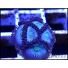 Blue berries Vice Zoa  ULTRA Zoanthus 4-6 polypes