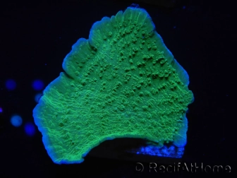 WYSIWYG Montipora Plateau Vert Pomme 1R5