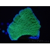 WYSIWYG Montipora Plateau Vert Pomme 1R5