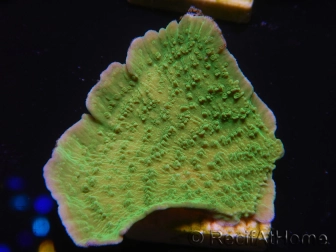 WYSIWYG Montipora Plateau Vert Pomme 1R5