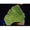 WYSIWYG Montipora Plateau Vert Pomme 1R5