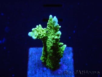 WYSIWYG Montipora stellata 1S1