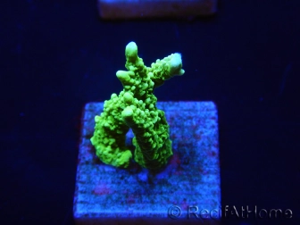 WYSIWYG Montipora stellata 1S2