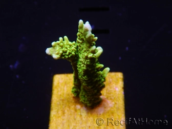 WYSIWYG Montipora stellata 1S1