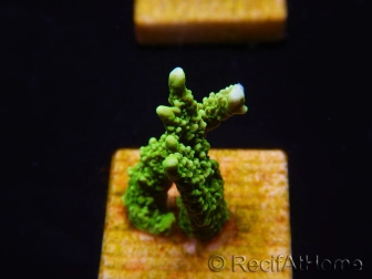 WYSIWYG Montipora stellata 1S2