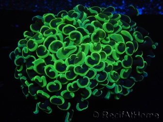 WYSIWYG Euphyllia ancora  (Mariculture acclimaté sous LED) 5 (16 cm)