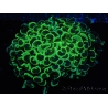 WYSIWYG Euphyllia ancora  (Mariculture acclimaté sous LED) 5 (16 cm)