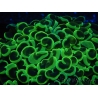 WYSIWYG Euphyllia ancora  (Mariculture acclimaté sous LED) 5 (16 cm)