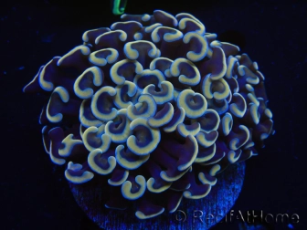 WYSIWYG Euphyllia ancora  (Mariculture acclimaté sous LED) 6 (16 cm)